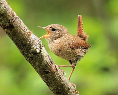 Winter Wren